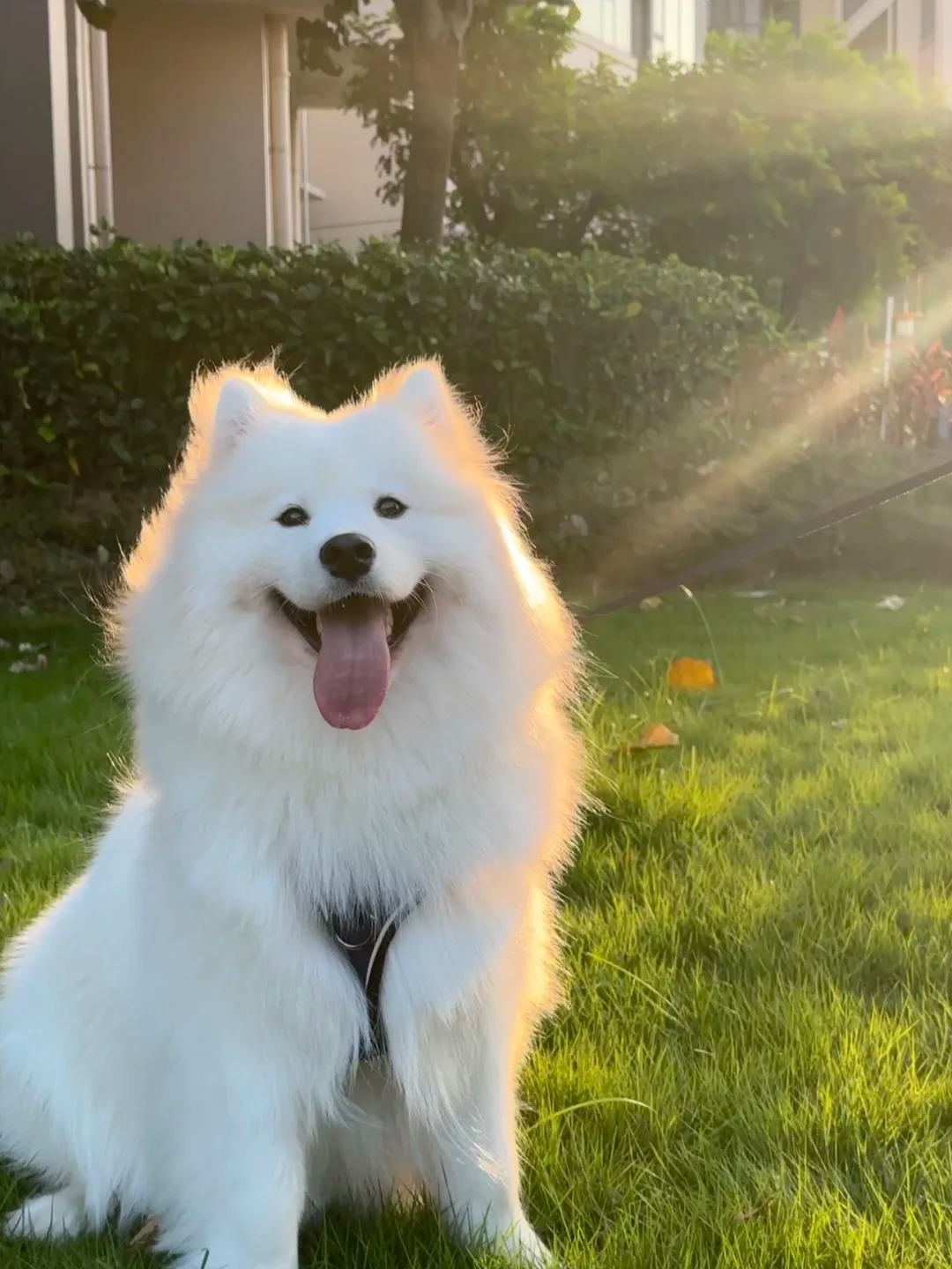 結び目のある犬の噛み物: 安全ですか？心配するペットの親のためのガイド